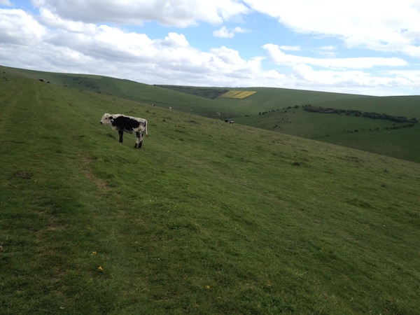 english countryside cows